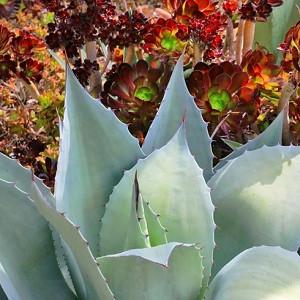 Agave ovatifolia, Whale's Tongue Agave, Whale's Tongue Century Plant, Blue agave, Gray Agave, Drought tolerant plant, Cold hardy agave, Hardy agave